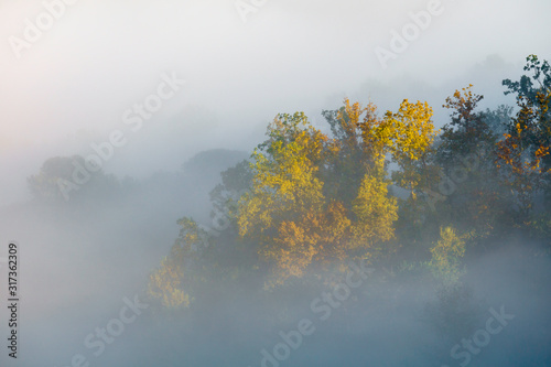 Trees peaking in fog during fall