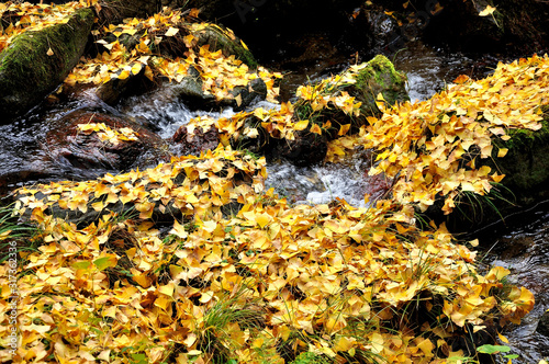 川を埋め尽くす銀杏の葉