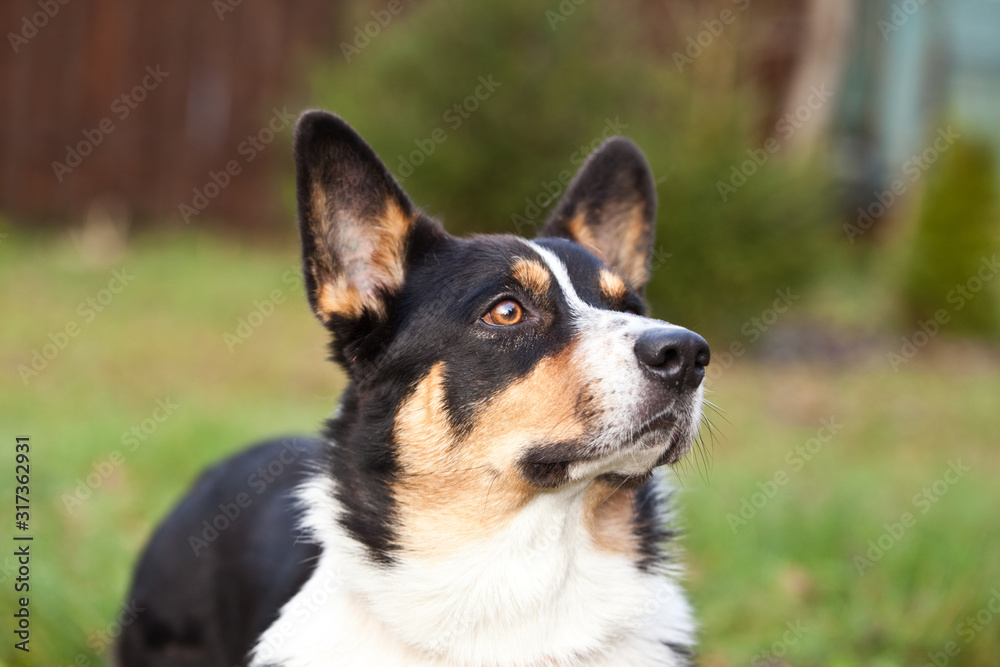 Dog breed Welsh Corgi Cardigan portrait on green grass Dog breed Welsh Corgi Cardigan portrait on green grass