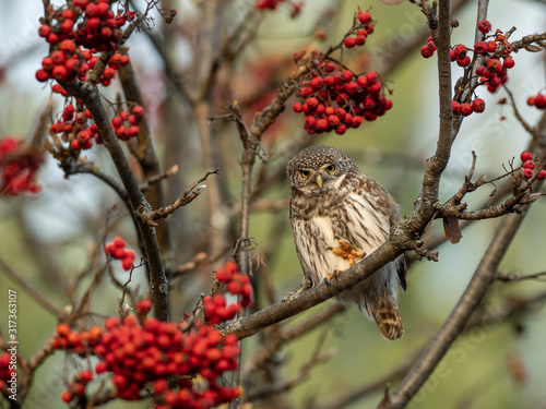 Eurasian pygmy owl (Glaucidium passerinum) among red rowan berries, autumn entourage. Eurasian pygmy owl (Glaucidium passerinum) is the smallest owl in Europe.