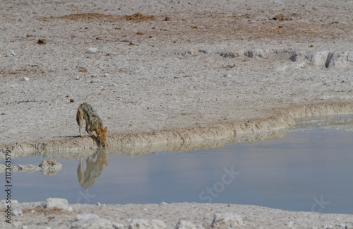 Schabrackenschakal (Canis mesomelas) photo