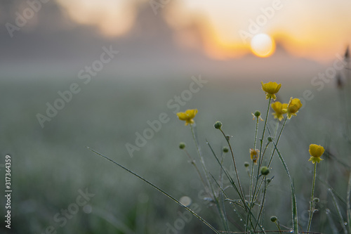 Żółte kwiaty na tle wschodzącego słońca
