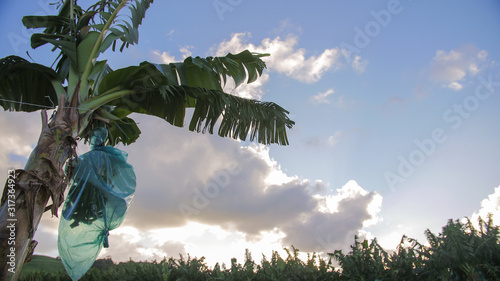 A bunch of bananas under a plastic bag with a tropical sky in the background photo