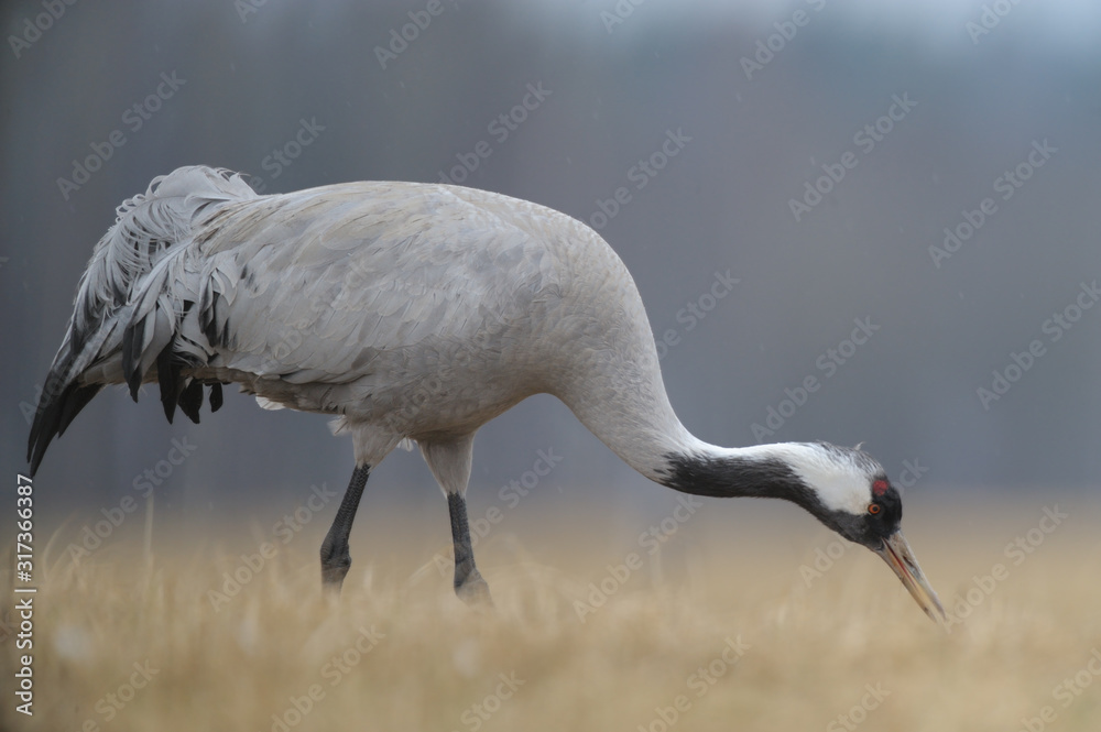 Fototapeta premium Grauer Kranich Grus grus