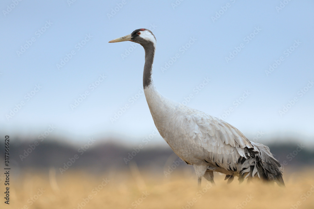 Fototapeta premium Grauer Kranich Grus grus
