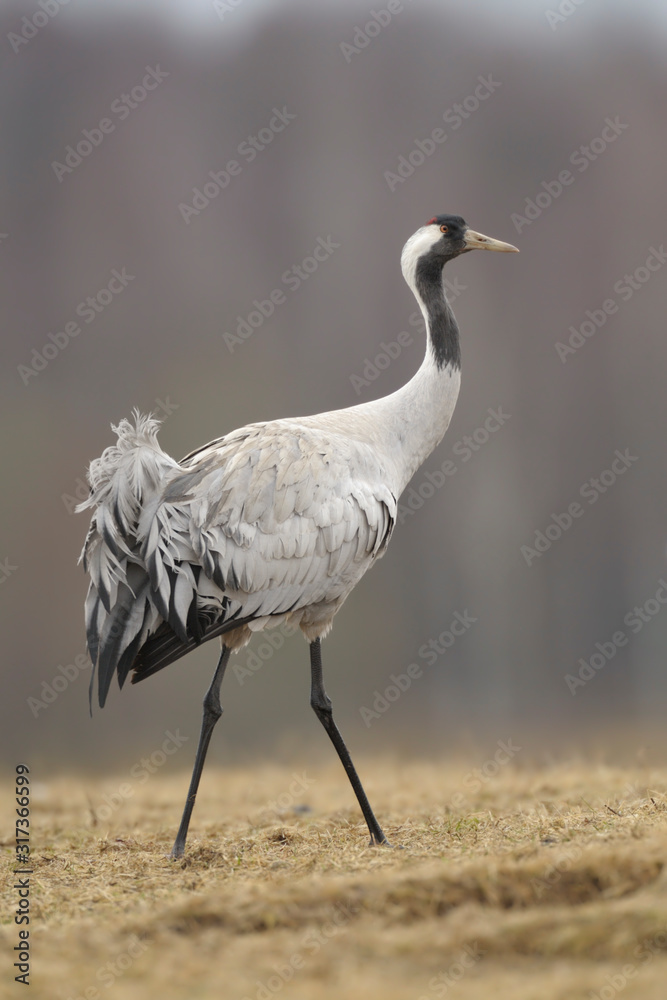 Obraz premium Grauer Kranich Grus grus