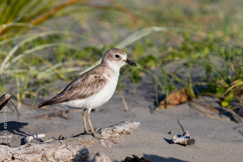 Red-breasted Endemic New Zealand Dotterel Red-breasted Endemic New Zealand Dotterel