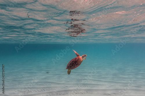 Canvas Print Turtle swimming in sea