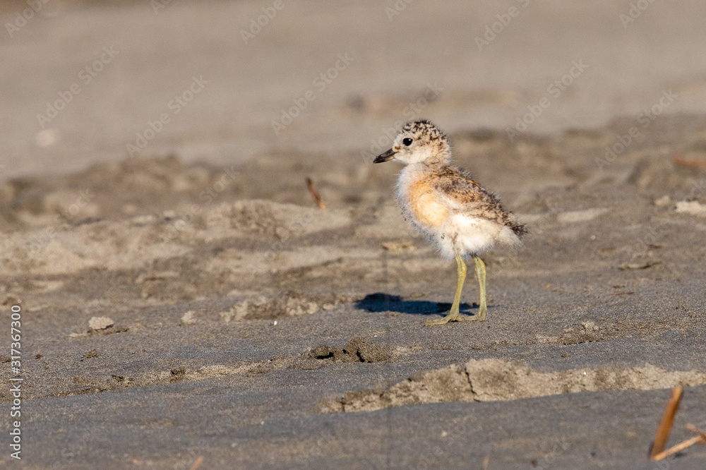 Red-breasted Endemic New Zealand Dotterel Red-breasted Endemic New Zealand Dotterel