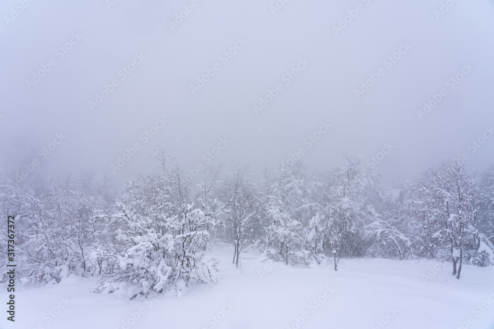 custom made wallpaper toronto digitalBeech forest covered with snow and ice in a misty landscape in the North of Spain Mountains