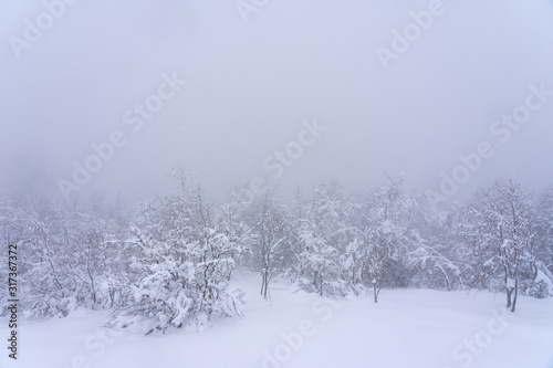 Wallpaper Mural Beech forest covered with snow and ice in a misty landscape in the North of Spain Mountains Torontodigital.ca
