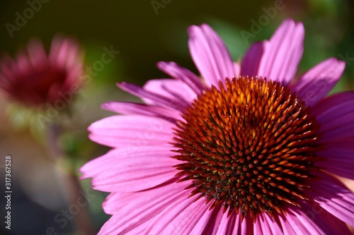 Pink flower in garden - Echinacea