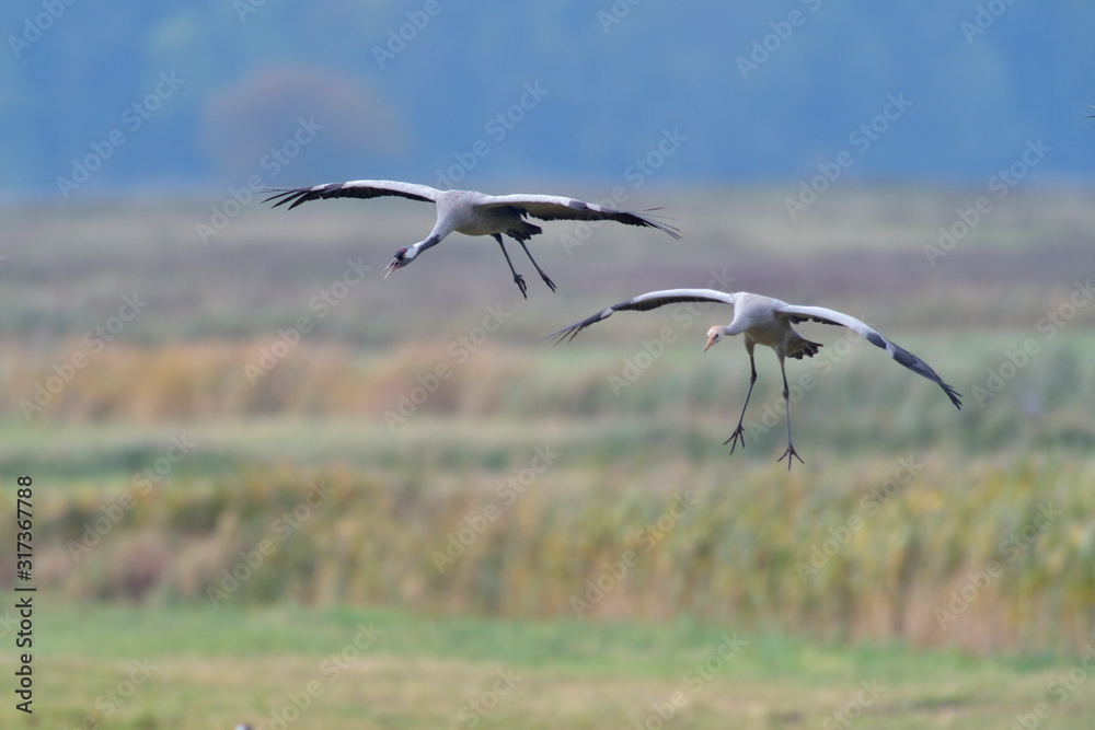 Fototapeta premium Grauer Kranich Grus grus