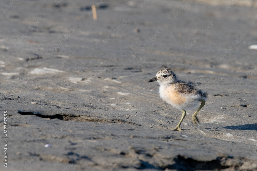 Red-breasted Endemic New Zealand Dotterel Red-breasted Endemic New Zealand Dotterel