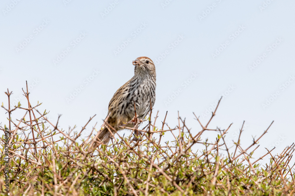 North Island Fernbird in New Zealand