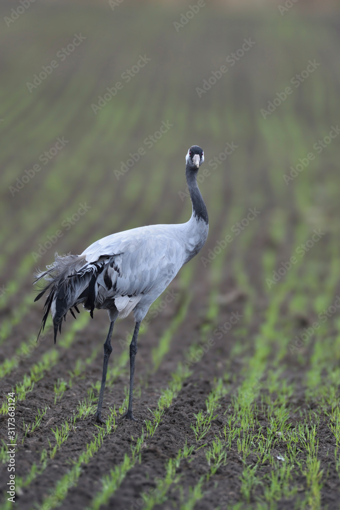 Fototapeta premium Grauer Kranich Grus grus