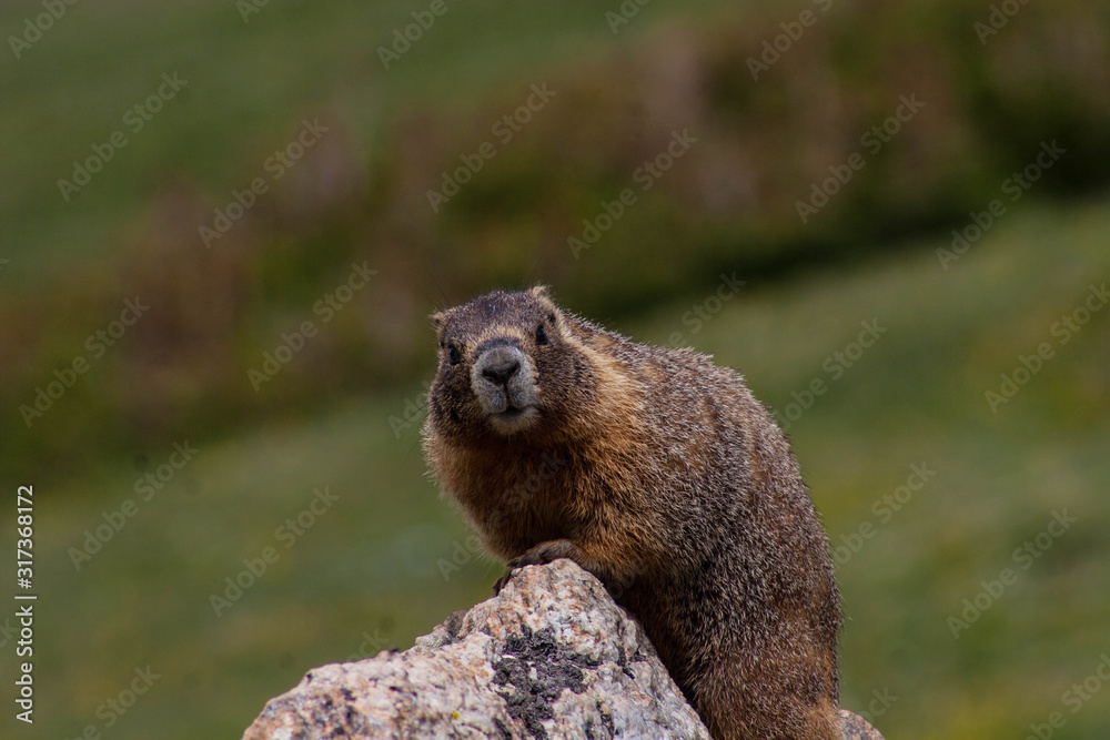 Marmot Marmot