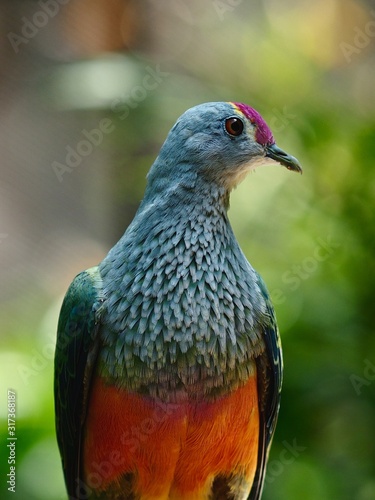 Magnificent Glamorous Rose-Crowned Fruit-Dove with Beautiful Vibrant Plumage. photo