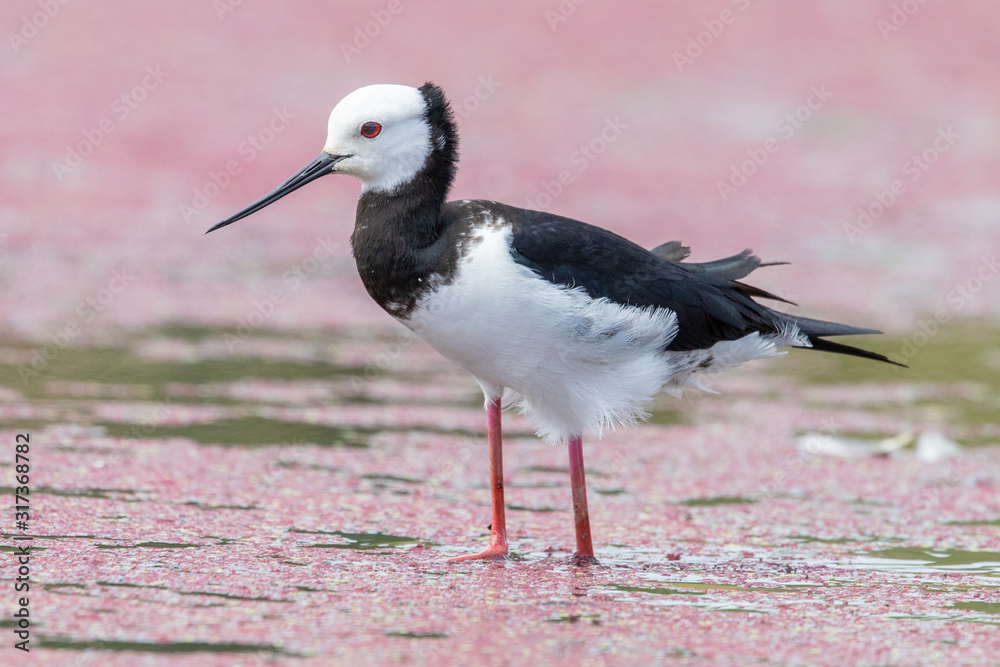 Obraz premium Pied Stilt in New Zealand