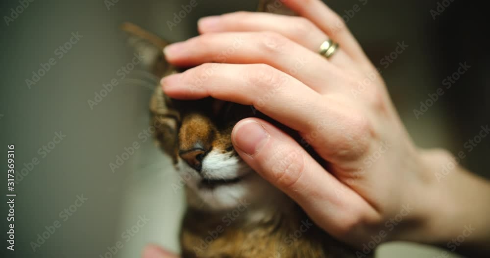 Close up of cat's head while owner pets it with whole hand Close up of cat's head while owner pets it with whole hand