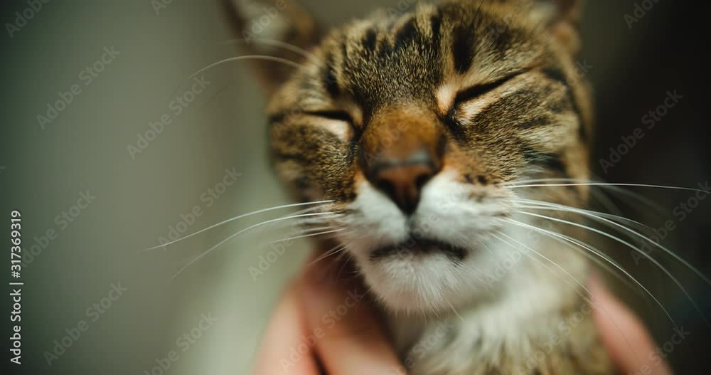 Striped house cat is being tickled by owner while cat has eyes closed Striped house cat is being tickled by owner while cat has eyes closed