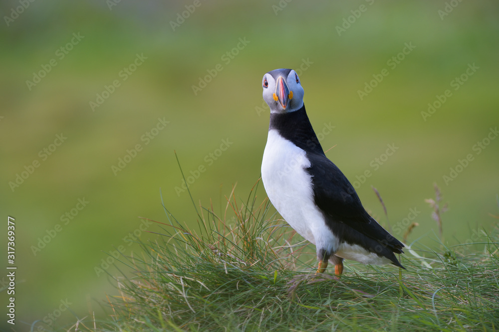 Papageitaucher Fratercula arctica Papageitaucher Fratercula arctica