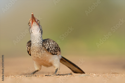 Rotschnabeltoko Tockus erythrorhynchus photo
