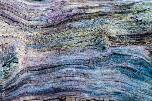 Old tree bark texture, rotten driftwood