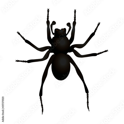 spider isolated on white background