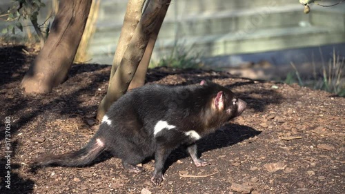 Tasmanian devil also known as marsupial devil and marsupial devil, lat Sarcophilus harrisii. A predatory marsupial mammal, the only species of the genus Sarcophilus photo