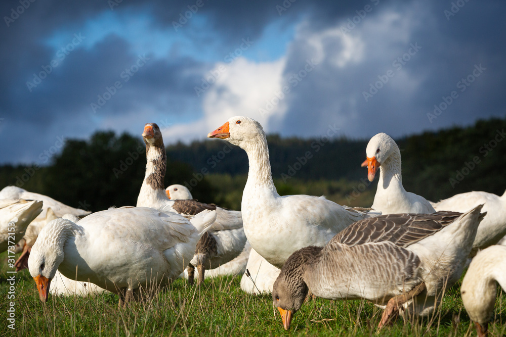 Gänse Gänse