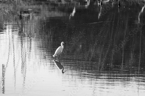 White Egret standing over reflection in water BW