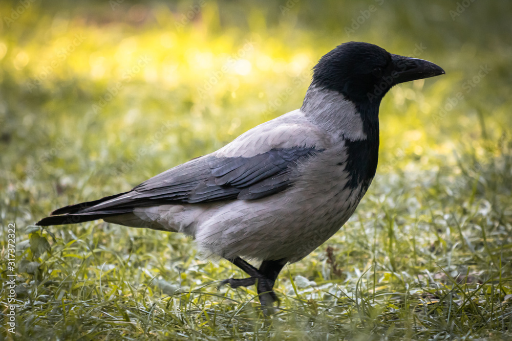 beautiful portrait of black crow in wintertime beautiful portrait of black crow in wintertime