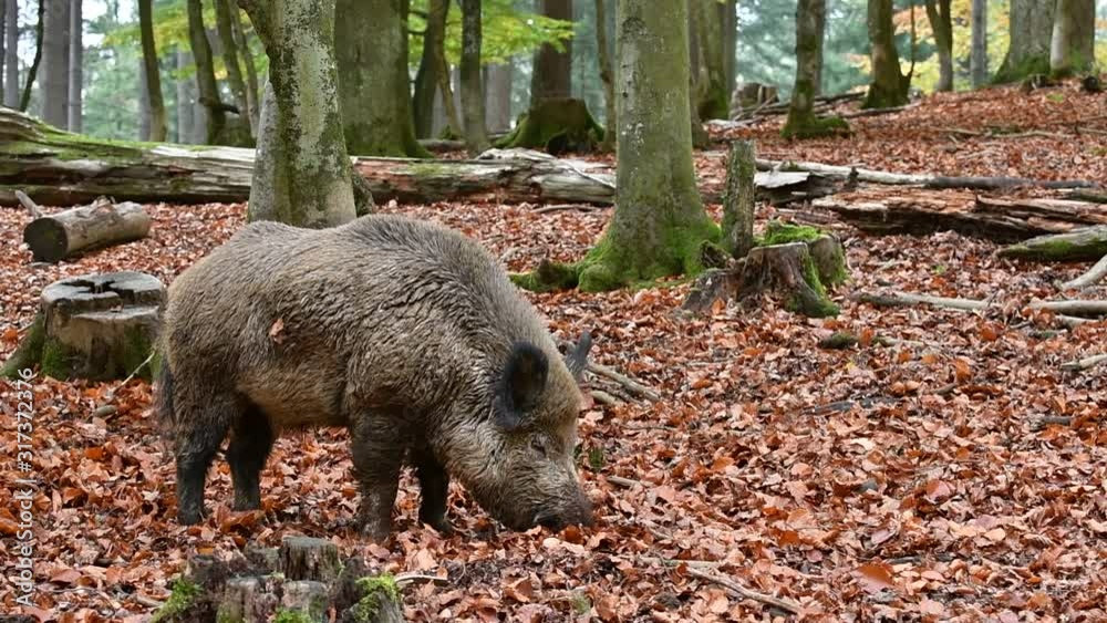 Wild boar (Sus scrofa) foraging in autumn forest by digging with snout in leaf litter in search for beech nuts Wild boar (Sus scrofa) foraging in autumn forest by digging with snout in leaf litter in search for beech nuts