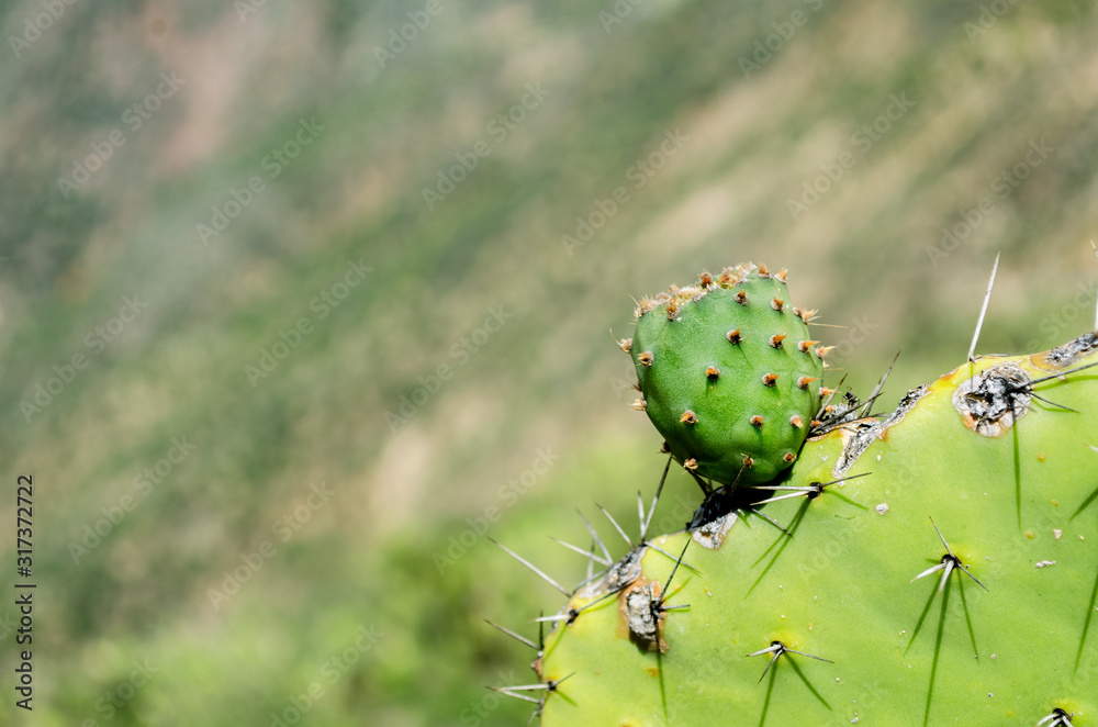 nature in the Peruvian Andes nature in the Peruvian Andes