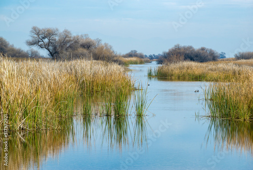 USA, California, Kern County, Kern National Wildlife Refuge. Duck habitat between reeds at this scenic waterway in the San Joaquin Valley