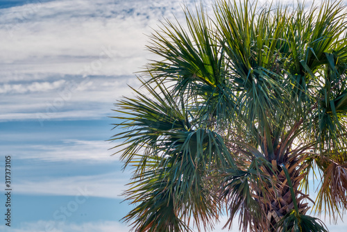 A Palmetto tree on background of blue sky