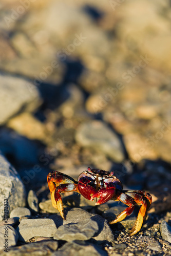 red crab on  the rock. copy space, selective focus