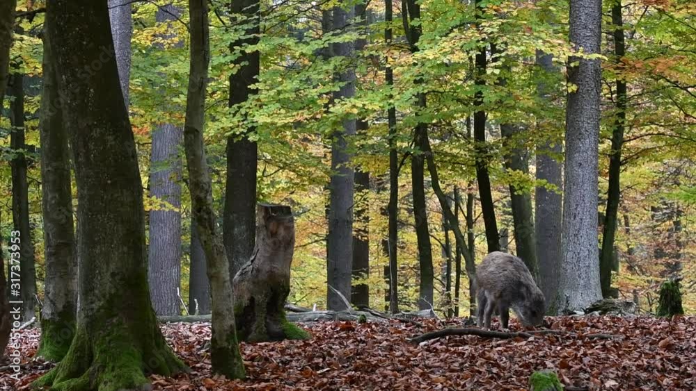 Two juvenile wild boars (Sus scrofa) foraging in autumn forest by digging with snout in leaf litter in search for beech nuts