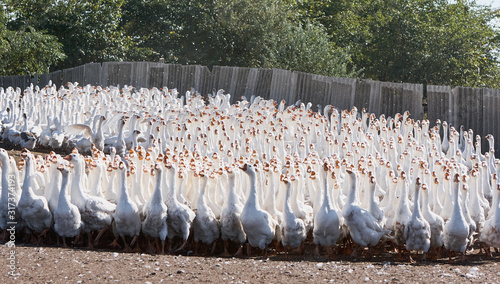 Huge flock of white geese looking in one direction. Group of geese in the barnyard of geese farm. 