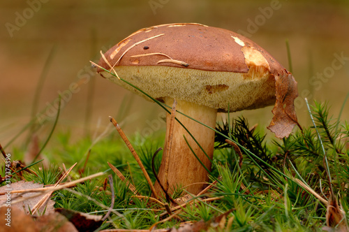 Maronenröhrling Xerocomus badius
