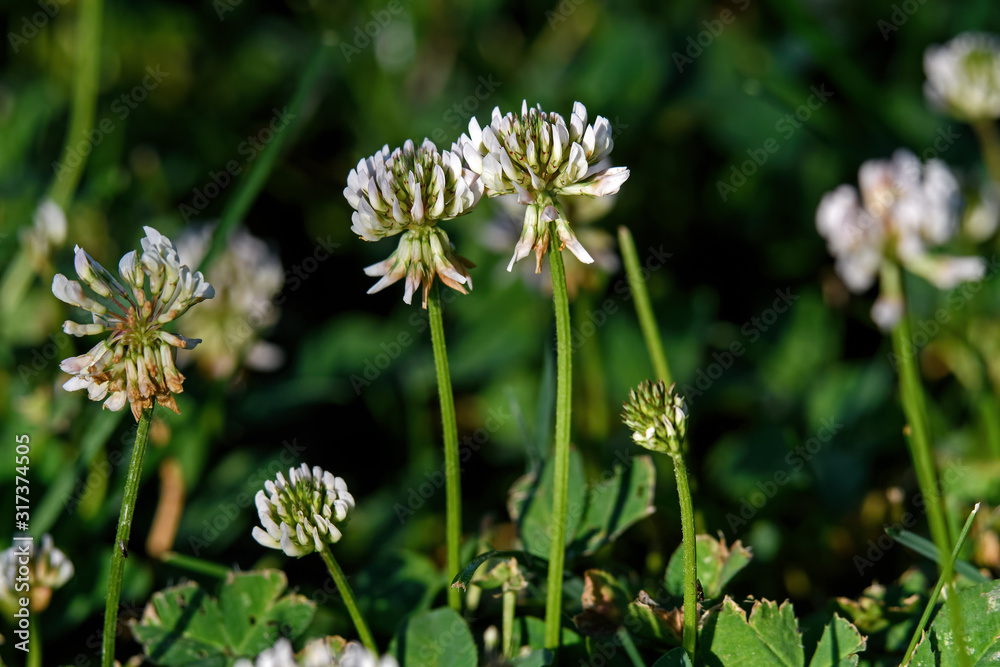 White clover in early morning light. Known as Trifolium repens it is a herbaceous perennial plant in the bean family Fabaceae. Native to Europe it is one of the most widely cultivated clover. White clover in early morning light. Known as Trifolium repens it is a herbaceous perennial plant in the bean family Fabaceae. Native to Europe it is one of the most widely cultivated clover.