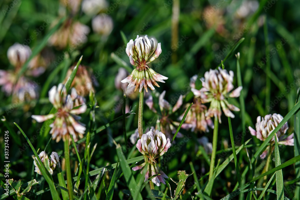 White clover in early morning light. Known as Trifolium repens it is a herbaceous perennial plant in the bean family Fabaceae. Native to Europe it is one of the most widely cultivated clover. White clover in early morning light. Known as Trifolium repens it is a herbaceous perennial plant in the bean family Fabaceae. Native to Europe it is one of the most widely cultivated clover.