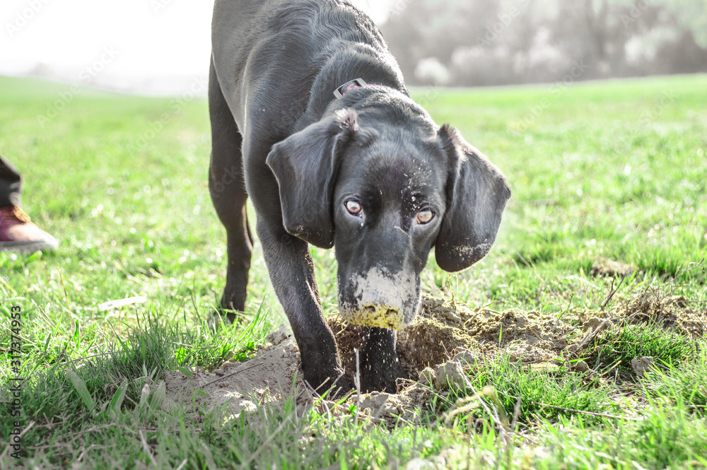 Dog digging a hole