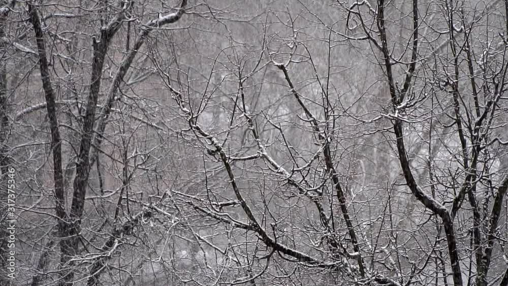 Heavy snowfall on the background of tree branches, slow motion Heavy snowfall on the background of tree branches, slow motion
