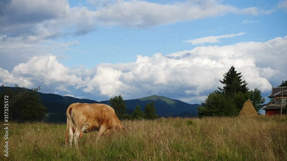 cow on a mountains pasture with the beautiful green hills and clouds in the beackground cow on a mountains pasture with the beautiful green hills and clouds in the beackground