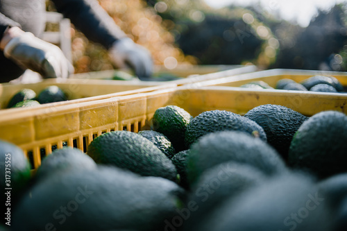 Farmers loading the truck with full hass avocado´s boxes photo