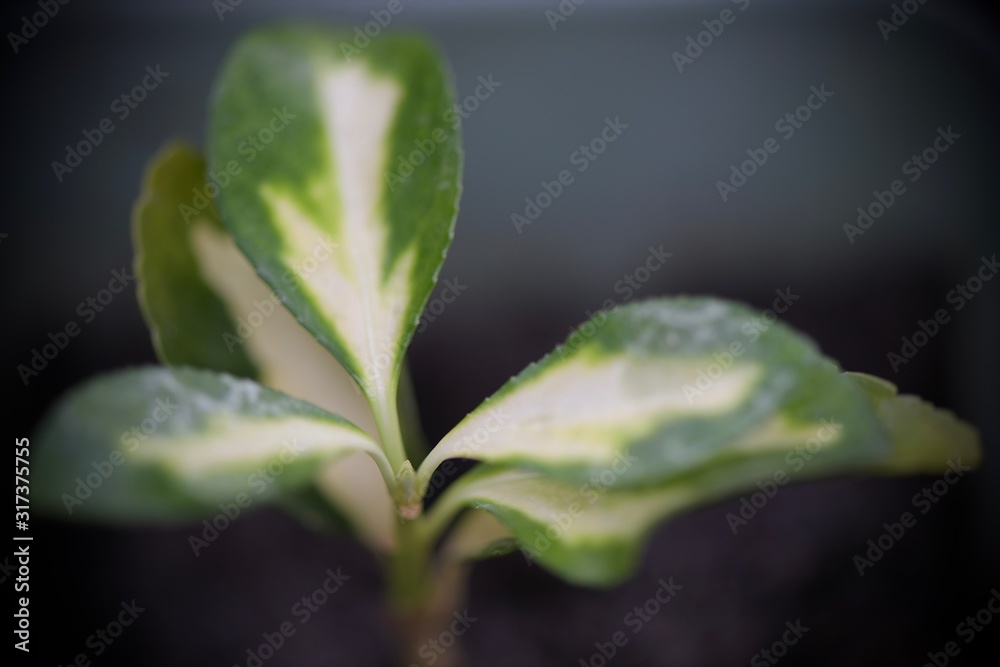 sprouts of young evergreen shrubs in pots sprouts of young evergreen shrubs in pots