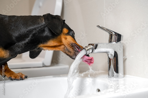 Black and tan dachshund drinking water from steel faucet of white washbasin bidet in the bathroom. Home or dog-friendly hotel, funny picture. © Masarik