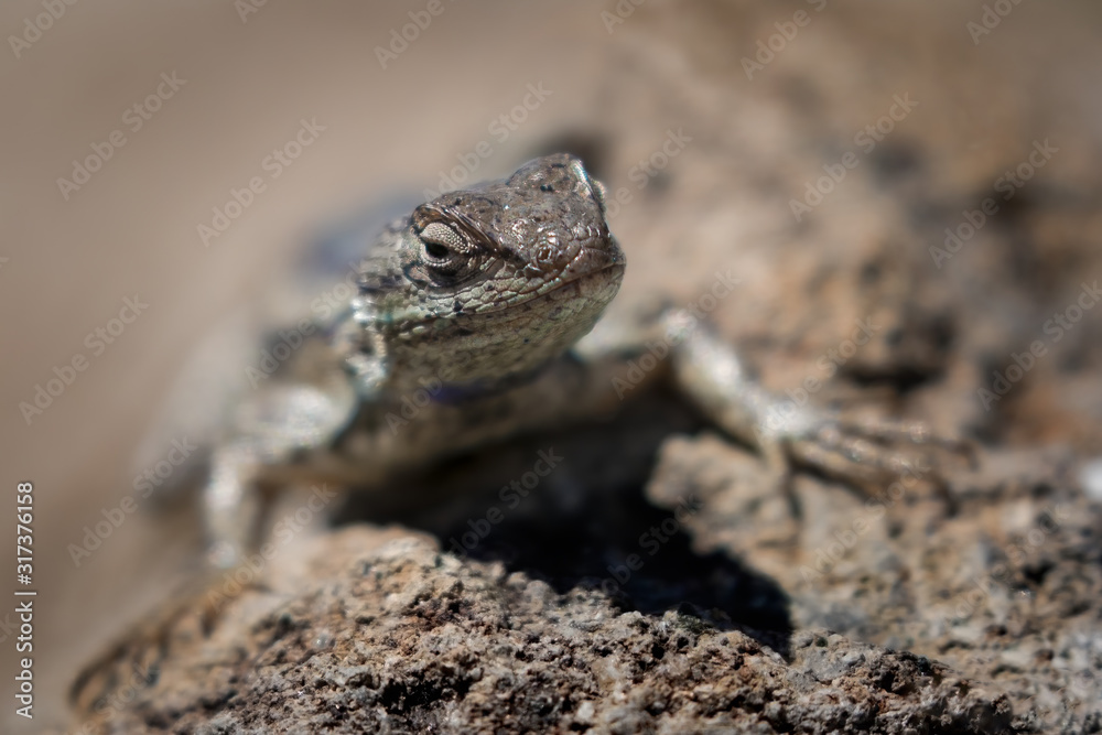 Close up of Western Fence Lizard on rock Close up of Western Fence Lizard on rock